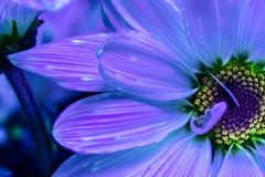 PandorasGarden-04
