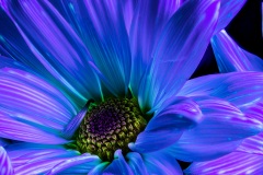 PandorasGarden-05