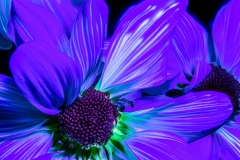 PandorasGarden-09