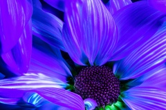 PandorasGarden-10