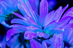 PandorasGarden-11