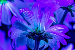 PandorasGarden-12
