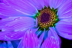 PandorasGarden-13