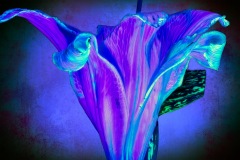 PandorasGarden-16