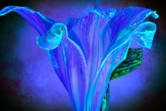 PandorasGarden-17