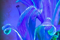 PandorasGarden-20