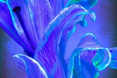 PandorasGarden-21