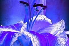 PandorasGarden-23