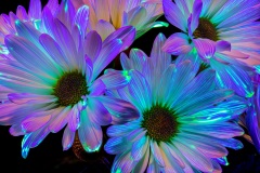 PandorasGarden-31